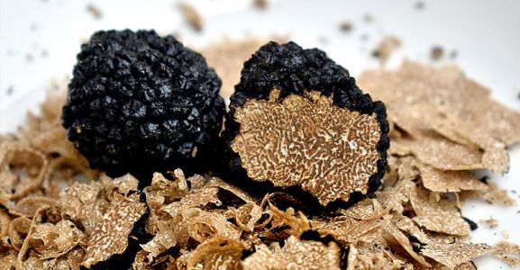 Tesserino raccolta tartufi