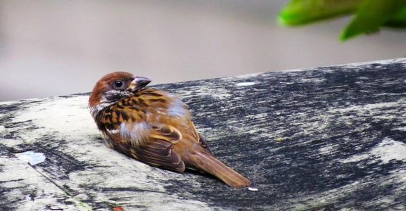 Animali feriti o in difficolt&agrave;