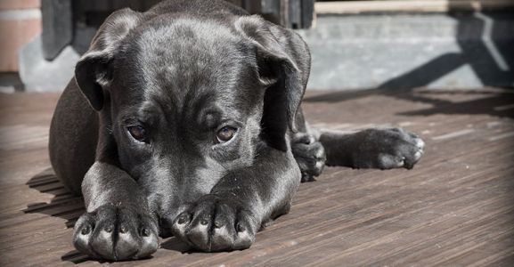 Cedere un cane di propriet&agrave; al canile