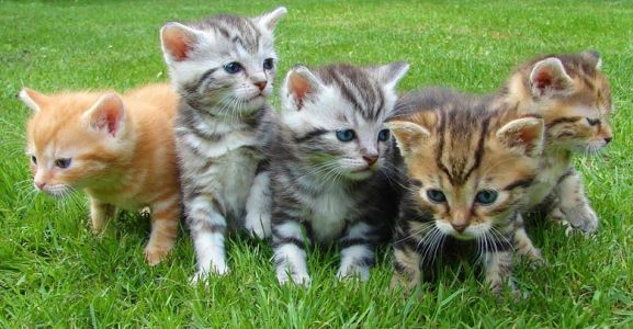 Censimento e sterilizzazione colonie feline