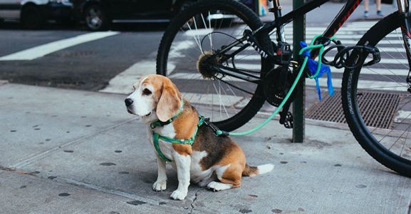 Limitare l\'accesso ai cani in negozi e uffici