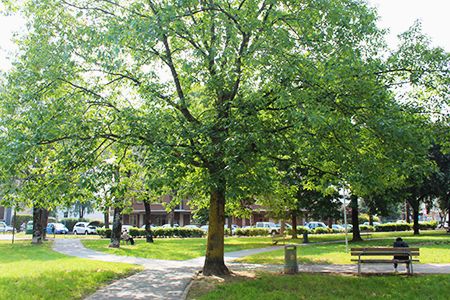 Verde pubblico e privato