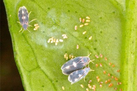 Foto dell\'insetto aleurocanthus-spiniferus