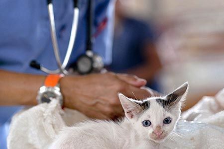 Salute degli animali - CARD