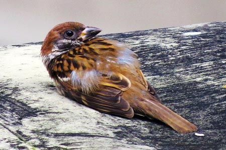 Animali feriti e in difficolt�