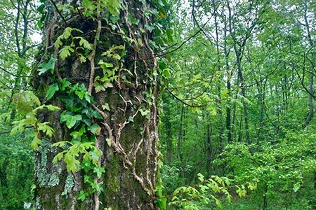 Aree protette in provincia di Prato