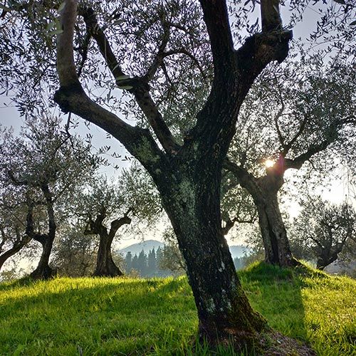 Orti e oliveti sociali